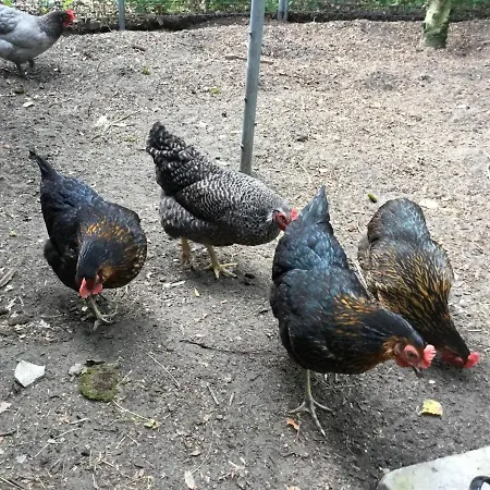 B&B Op 't Eikenschoor-2